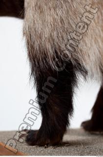 Badger leg photo reference 0001